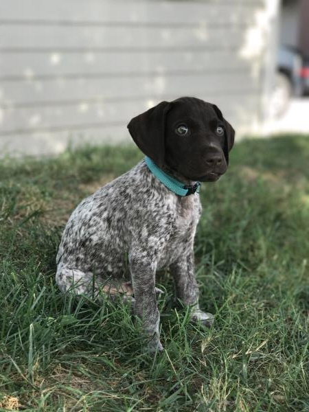 /images/uploads/southeast german shorthaired pointer rescue/segspcalendarcontest2019/entries/11729thumb.jpg